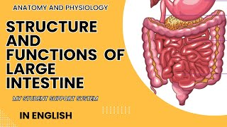 Structure and functions of large intestine  large intestine  colon  transverse colon [upl. by Doone]