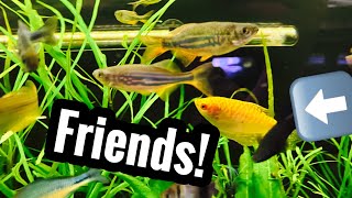 Giant Danio Community with Tank Mates [upl. by Nnylylloh]