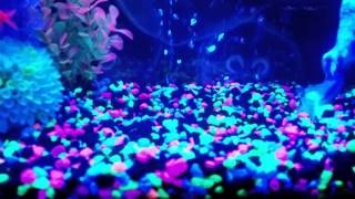 How to feed your Glofish [upl. by Iaw327]