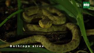 ¿Cómo se llama en tu país o región Bothrops atrox [upl. by Acinor]