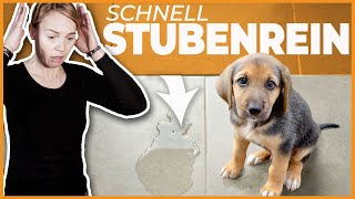 Stubenreinheit Welpe oder erwachsener Hund I 4 Tipps wenn der Hund in die Wohnung macht [upl. by Albright]