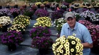 Osteospermum Blue Eyed Beauty [upl. by Palmore]