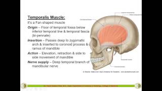 Temporal InfraTemporal Fossa amp Muscles of Mastication  Dr Yusuf [upl. by Soloma435]