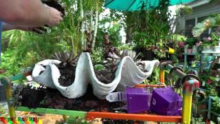 GIANT SUCCULENT CLAM SHELL PLANTER  TROPICAL PLANT PARTY [upl. by Ronnoc]