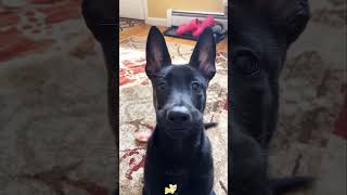 Funny Animals 2024 😂 Best Funny dog amp cat Moments 🐶🐱 625 shorts [upl. by Yaeger]