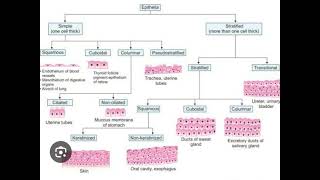 Epithelium and its Types [upl. by Yehs]