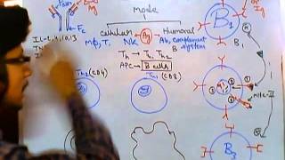 Humoral and cell mediated immunity [upl. by Imogene767]