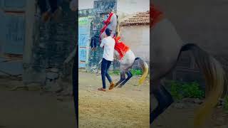 kathiyawadi horse horselover song shorts short [upl. by Darrel]