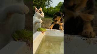 My Pets Story Eps 85 The Funniest Moment At The End shorts pets dog funny cute animals [upl. by Gregoire606]