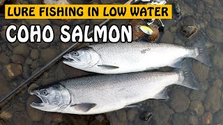 Lure Fishing for COHO SALMON in Low and Clear River  Fishing with Rod [upl. by Ahtiek]