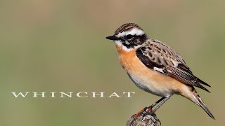 Bird sounds Whinchat chirping in spring [upl. by Tammie]