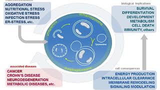 Autophagy from Fundamental Mechanisms to Mechanical Stress in Physiology and Disease [upl. by Allenaj]