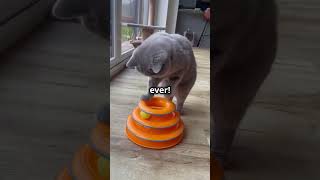 Pets Adorable Reaction to New Toy 🐾 pettoys cutepets [upl. by Yrelle]