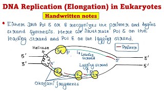 Eukaryotic DNA Replication  Elongation [upl. by Shandee]