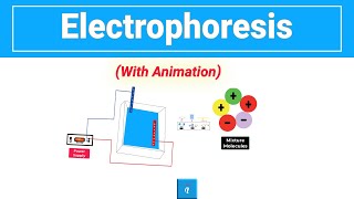 Electrophoresis [upl. by Gambrill]