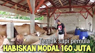 Ternak sapi pemula habiskan modal 160 juta [upl. by Nosdrahcir]