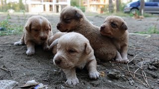 Chiots adoptés  Les yeux déjà ouverts et essayant dexplorer notre jardin  Adopted Puppies [upl. by Ajnin599]