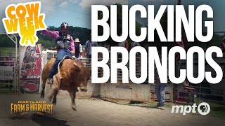 Bucking Broncos  Cow Week MFampH [upl. by Petie157]