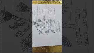 Easy structure of aureliaobeliaobelia coelenterata diagramofobelia easydiagram diagramvedios [upl. by Nohsad]