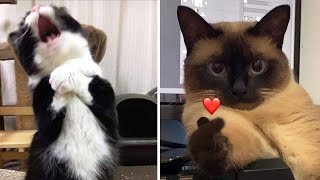 Compilation New Funniest Cat Videos 😹 You laugh You Lose 🤣 Best of Funny Cat Videos 😂 [upl. by Neerual215]