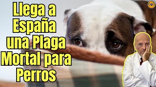 🆘 LLEGA A ESPAÑA UNA PLAGA MORTAL PARA PERROS 🆘 [upl. by Johann757]