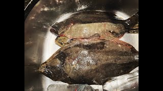 Early Season Fluke Fishing Part 3 Conditions  Wrapup [upl. by Ttreve]