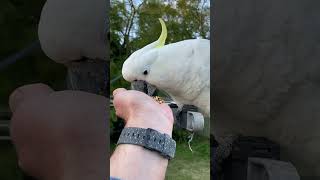 Against All Odds OneLegged Cockatoo cockatoo wildbirds australianparrots hearttouchingstory [upl. by Cohin613]