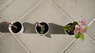 Why Bougainvillea Cuttings Fail  StepbyStep Guide  Get It Right MAKE IT BLOOM TOO Every Time [upl. by Nekial]