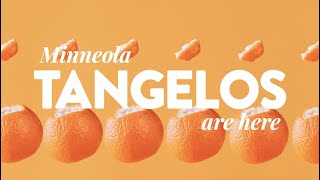 Minneola tangelos  Back In Season  Sunkist ​ [upl. by Ahsakal851]