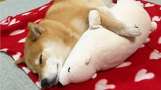 Funny Shiba Inu Compilation 2017  Best Funny Shiba Inu Videos Ever [upl. by Jarl]