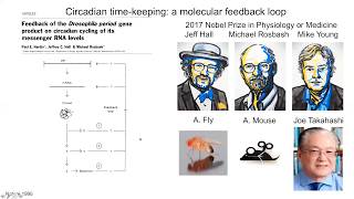 Neuroscience Keynote Webinar Circadian timekeeping in the brain  Michael Hastings [upl. by Imak622]