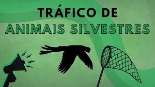 Tráfico de Animais Silvestres [upl. by Eissej48]