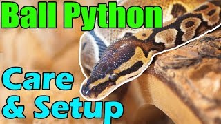 How to Care for Ball Pythons [upl. by Mailiw]