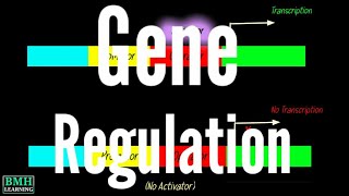 Gene Regulation  Positive amp Negative Gene Regulation  Induction amp Repression Of Gene Expression [upl. by Acirej]