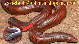 Two Face Snake Sold for 25 Crore  Sand Boa Snake  Viral Video of YouTube [upl. by Lougheed]