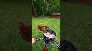 Trying out a different bike and basket Not sure Pouncey likes the smaller basket VelotricEbike [upl. by Enogitna54]