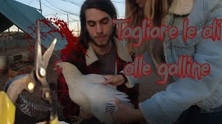 TAGLIARE LE ALI ALLE GALLINE [upl. by Orman]