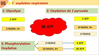 SVT 2 BAC révision consommation de la matière organique et flux dénergie bilan énergétique [upl. by Leoline241]