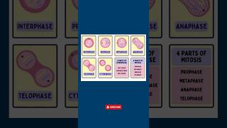 Cell Division Explained Mitosis vs Meiosis  Meiosis I amp Meiosis II Simplified [upl. by Donata]