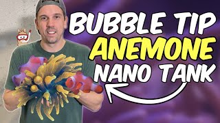 Introducing a COLORFUL New Bubble Tip Anemone to My Nano Clownfish Aquarium [upl. by Hitoshi]