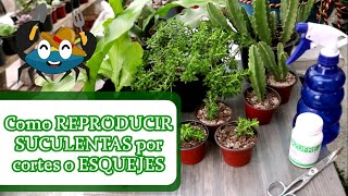 🦀🌱 Cómo REPRODUCIR mis SUCULENTAS por ESQUEJES  PIC Plantas [upl. by Anauqed]