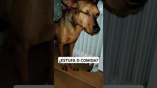 🤣¿Estufa o Comida🐶 perros humor viralvideo risas viralshorts [upl. by Bonar656]