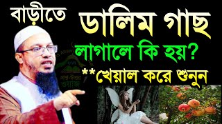 ডালিম গাছ লাগানোর আগে ১বার ভাবুন এবং জেনে নিন শায়েখ আহমাদুল্লাহNov 162024225 PM [upl. by Claudio]