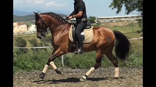 Beautiful Baroque PRE Gelding with a lot experience [upl. by Naicad]