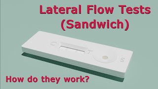 How Do Lateral Flow Tests Work  Animated [upl. by Lali]