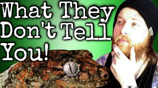 What You NEED To Know BEFORE Getting A Chahoua Gecko [upl. by Eleets403]