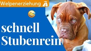 Welpenschule ►► Welpe stubenrein bekommen ✔ So wird dein Welpe schnell stubenrein [upl. by Ahsatsana727]