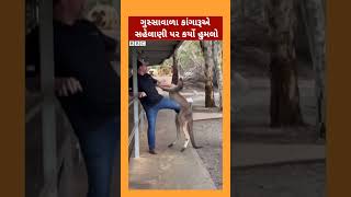 Kangaroo એ ગુસ્સામાં આવીને સહેલાણીઓ પર કર્યો હુમલો [upl. by Arodaeht]