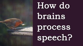 How Does the Brain Understand Speech An Overview [upl. by Misab]