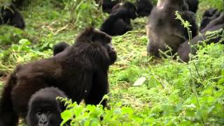 Titus Gorilla King documentary english in HD part 1 [upl. by Imac685]